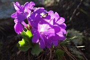 33 Primula irsuta (Primula hirsuta)